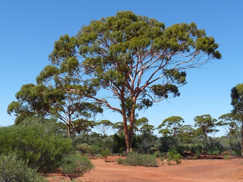 Akazie Australien